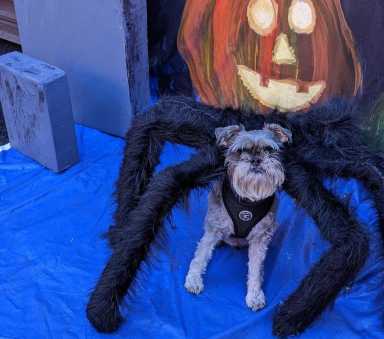 Lyndsay Faye Photos of TAS Dog Parade 2022 spider 2