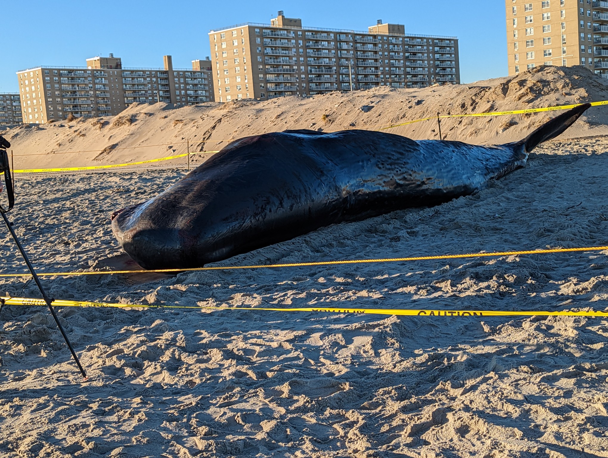 Sixth Sperm Whale Dies on British Beach