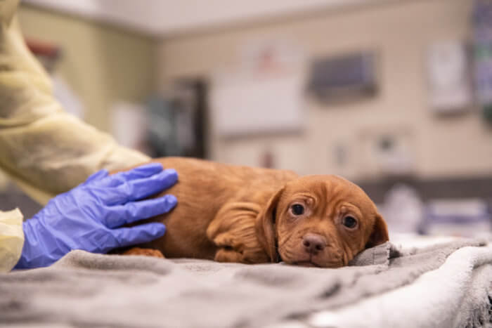 dogs rescued