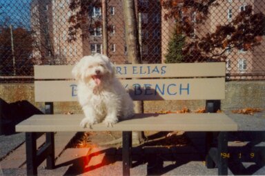 ACC euthanized Leona the dog