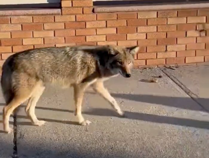 coyote