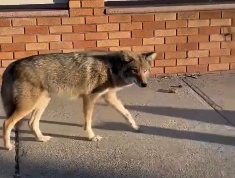 coyote
