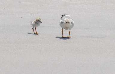 rockaway