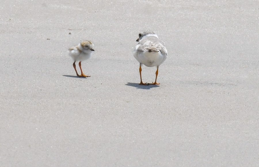 rockaway