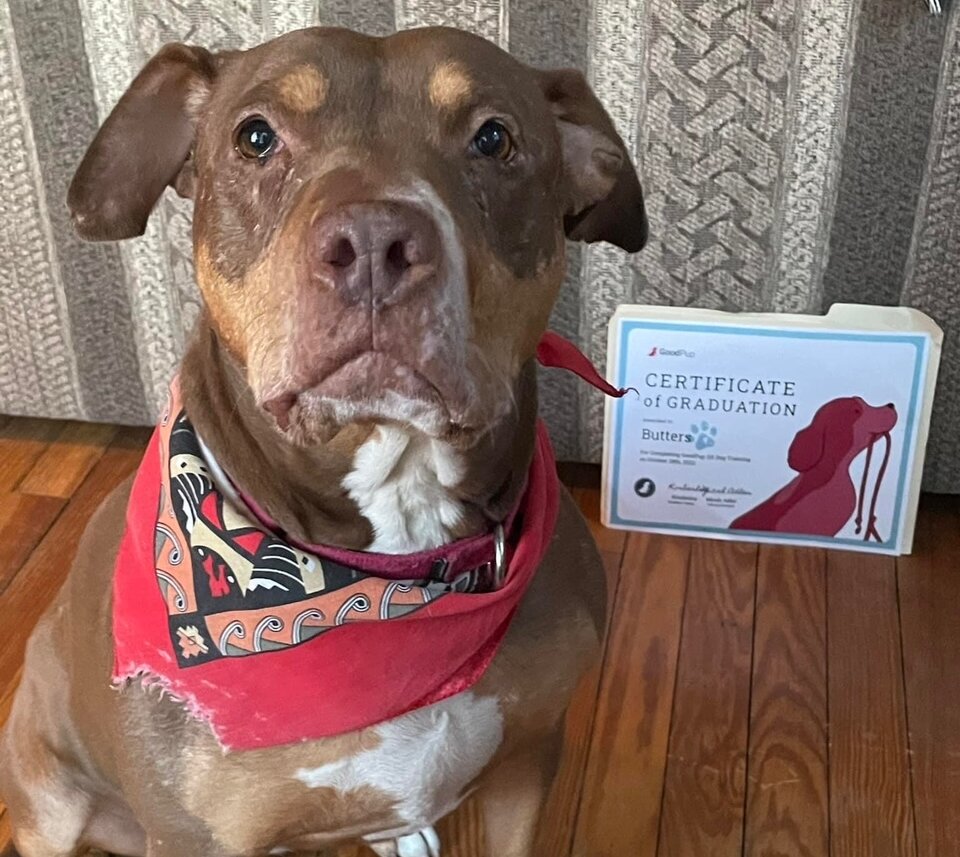 Whitestone animal rescue nonprofit partners with dog training