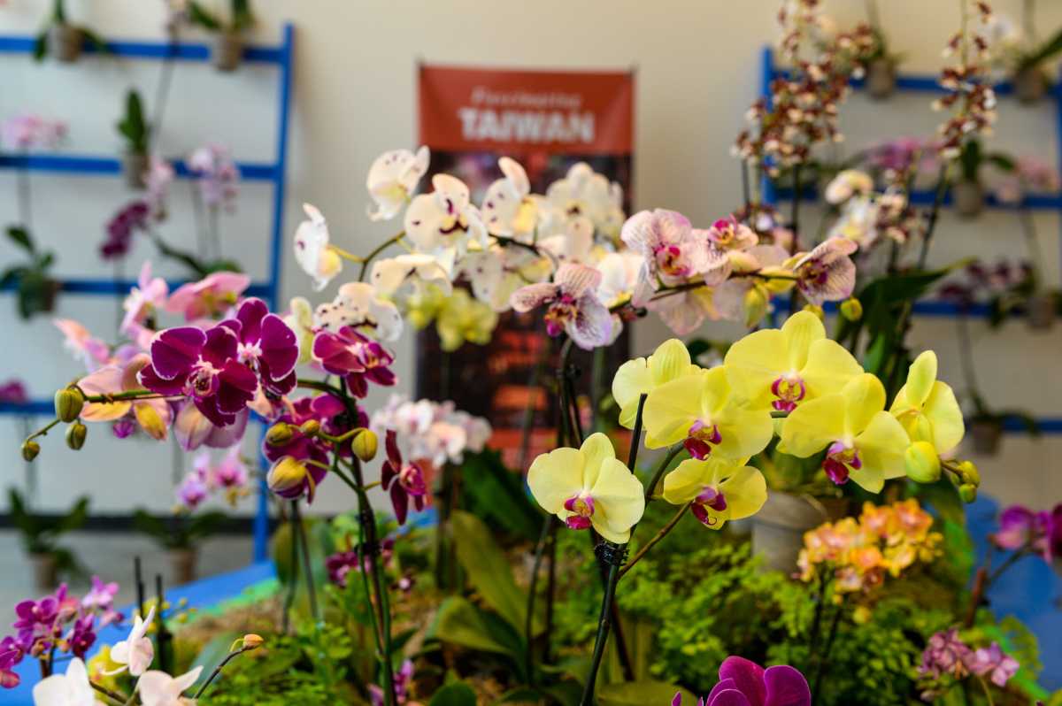 2023_Taiwan A World of Orchids_CREDIT Eryn Hatzithomas (2)