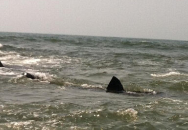 atlantic-beach-shark-sighting-1