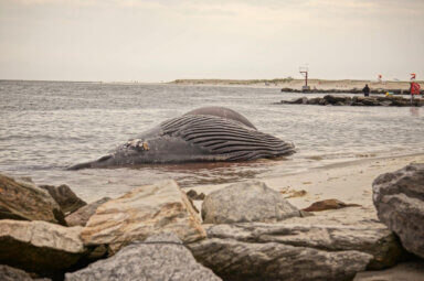 dead whale
