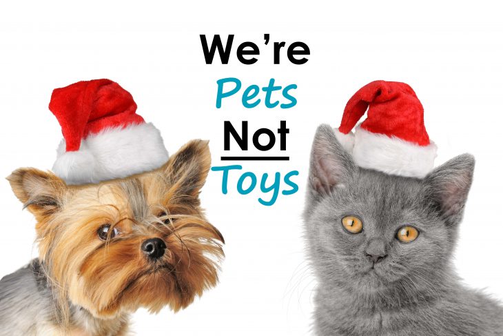 pet