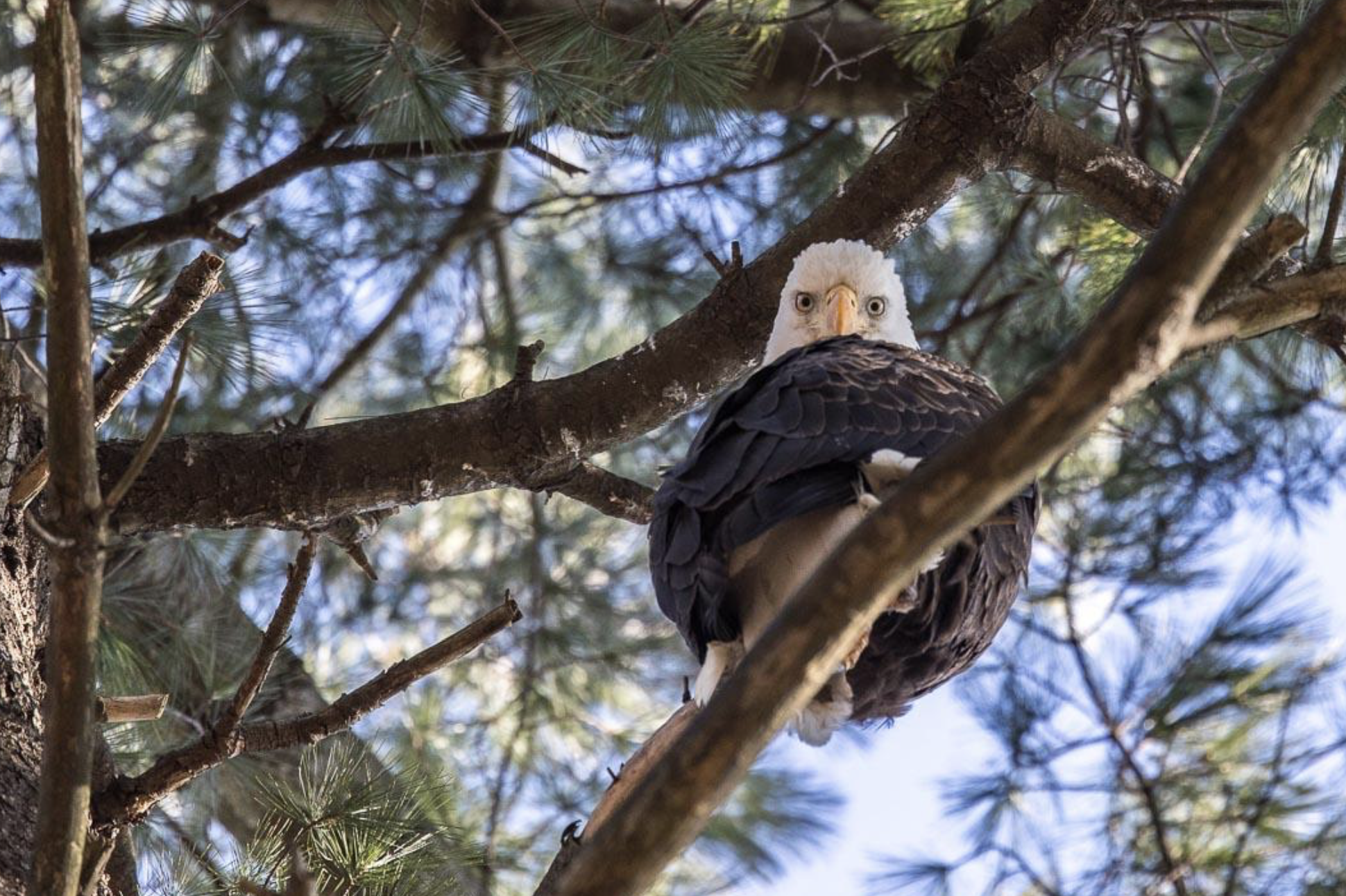 罕见场景：美国国鸟白头鹰在林肯公园出现