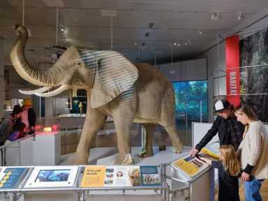 elephants