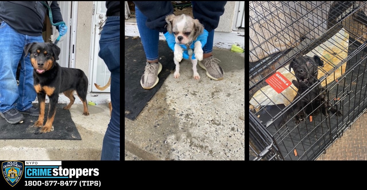 ASPCA rescues 11 emaciated dogs, 2 cats from squalid conditions inside ...