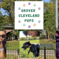 dog owners