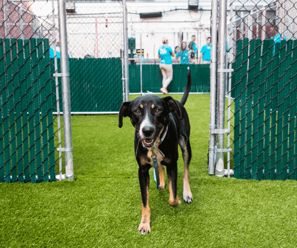 animal care centers