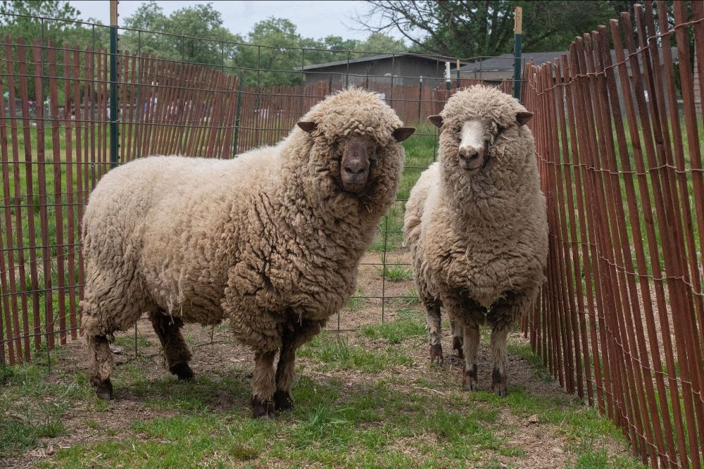 Sheep Shearing Festival returns for its 13th year at Queens County Farm Museum...