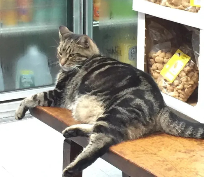 bodega cat