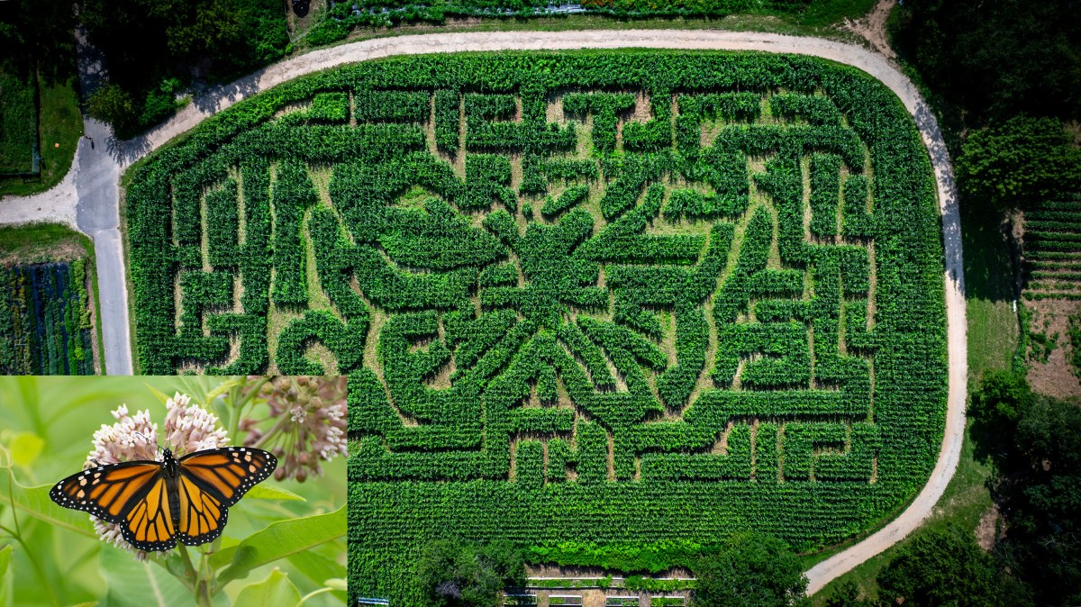 An arial map of the Amazing Maize Maze at Queens County Farm Museum