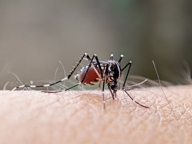 A mosquito is sucking blood