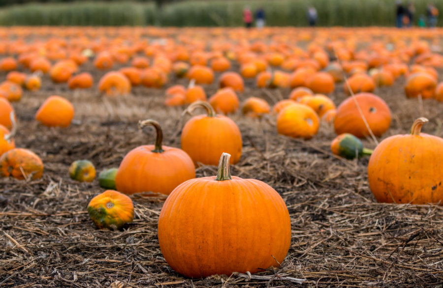 The best pumpkin picking patches near New York City QNS