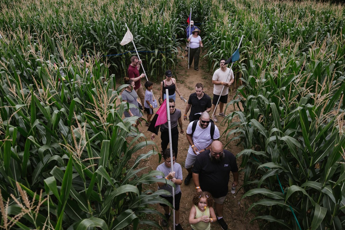 people walking through a corn maze.