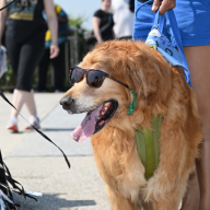 dog parade