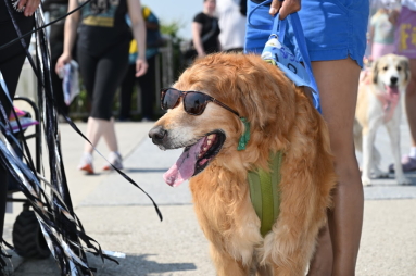 dog parade