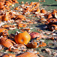 Smash, not trash, your leftover Halloween pumpkins this year at the Queens Botanical Garden.