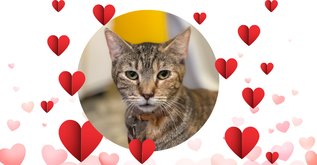 Purr-fect Valentine’s Day raffle: Plane ride, spa day and more from MeowSquadNYC