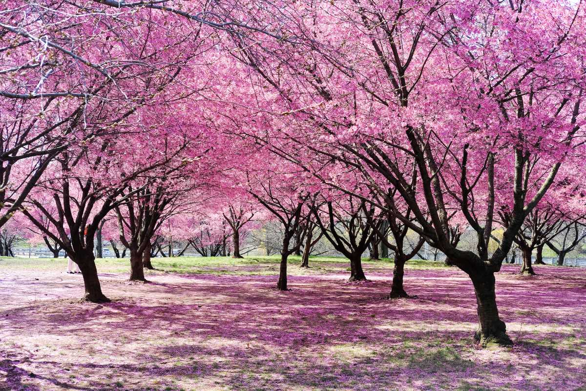 cherry blossoms