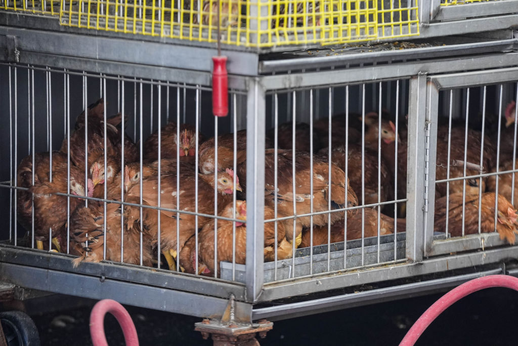 bird flu