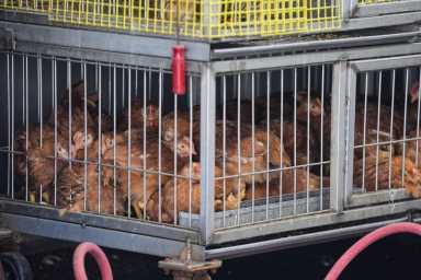 bird flu