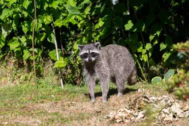 rabies