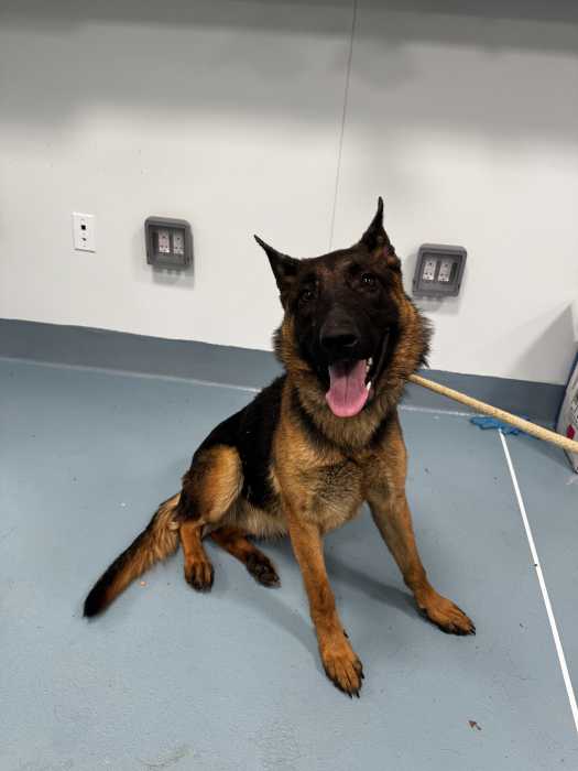 A Malinois in the care of ACC. Photo courtesy of ACC. 