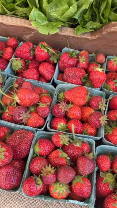 strawberry festival