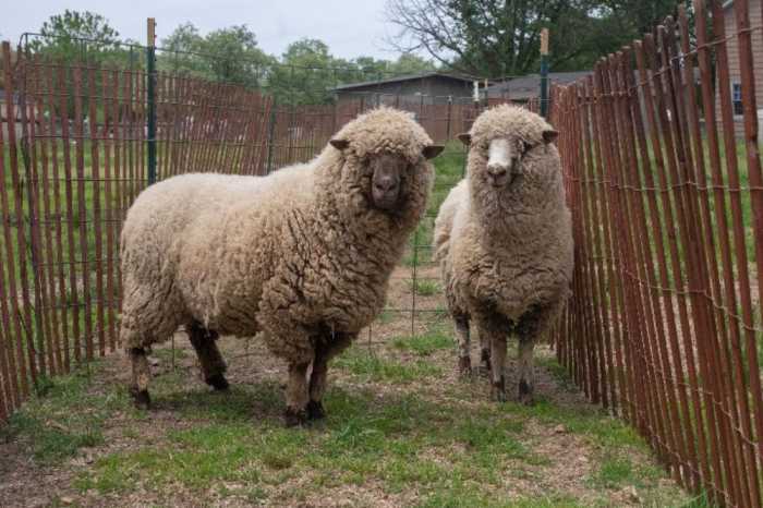 sheep shearing