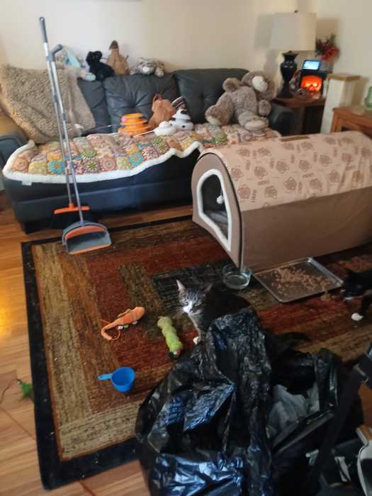 The Bellittis say the house's living area is overrun with cats. Photo courtesy of John Bellitti. 