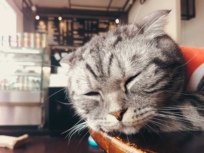 national kitten day