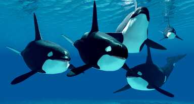 Celebrate Wildlife Month with a screening of 'The Whale' hosted by The Eastern Queens Alliance this July.