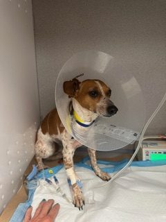 Baldwin's dog Percy required veterinary care after the attack. Photo courtesy of David Baldwin. 