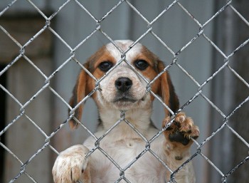 DogBehindFence