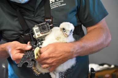 FalconBabies3