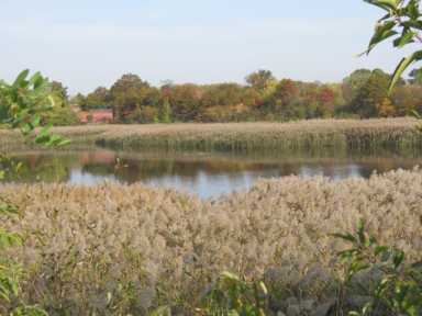 Image-03-Basin-2-with-gatehouse-in-background-phragmites-Oct-2016