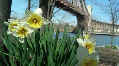 NY4P-Daffodils-Project-Astoria-Park