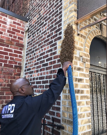 NYPDbees