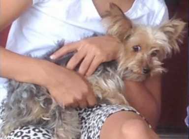 Yorkie_aaa3fe
