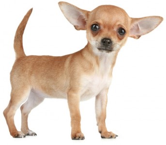 chihuahua8