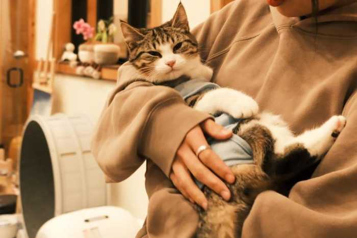 One of the cat residents of Espurresso Cat Cafe relaxing in the arms of a customer.