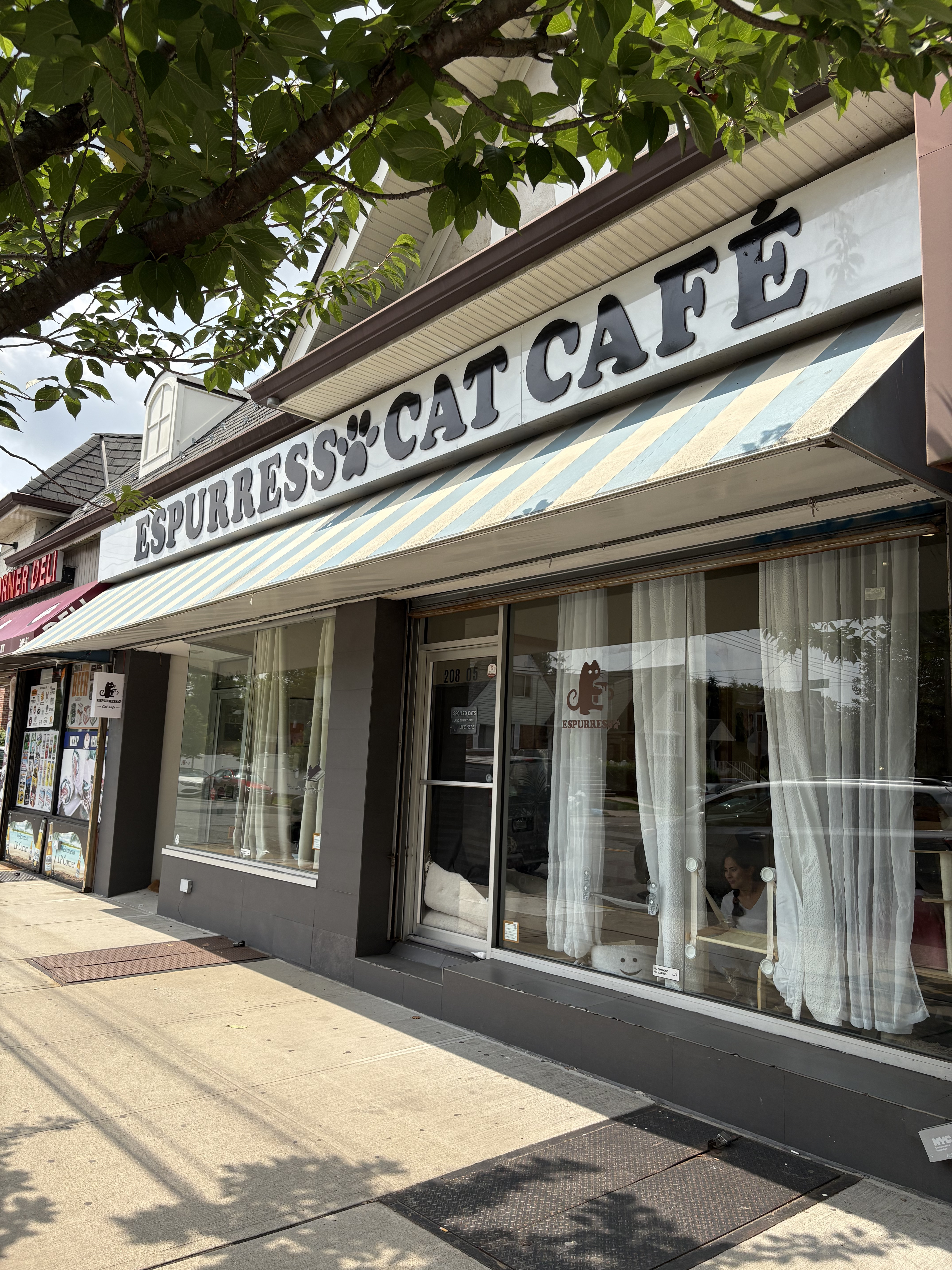 The storefront view of Espurresso Cat Cafe, a cozy cat sanctuary in the heart of Bayside. 