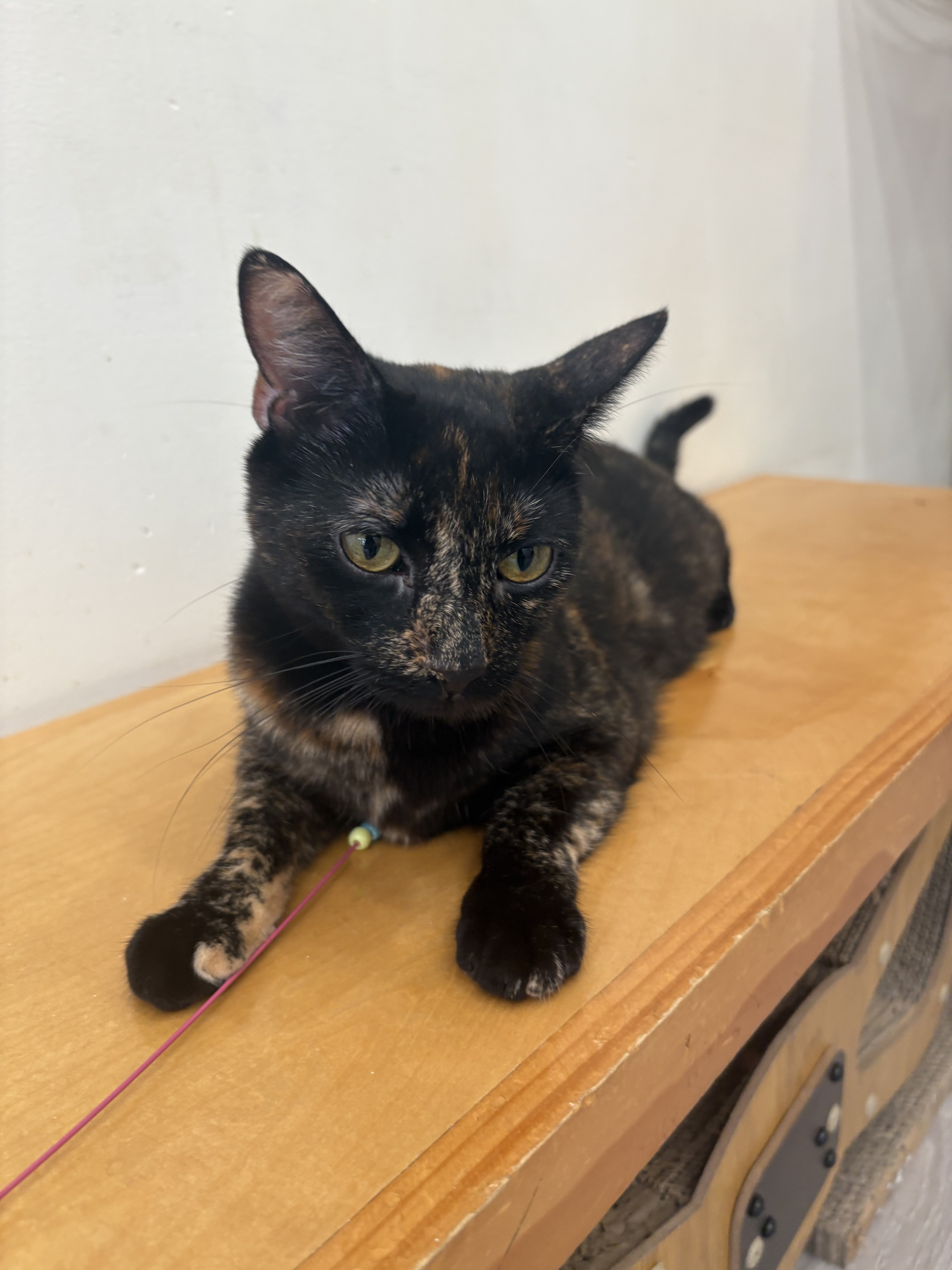 Suede, one of the cat residents of Espurresso Cat Cafe, at Bayside.