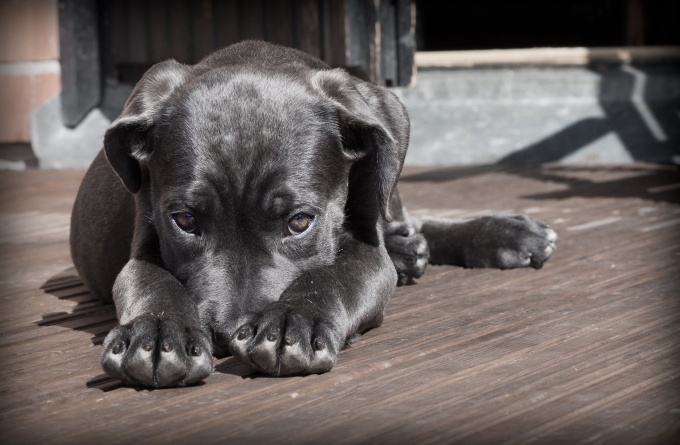 pet-dog-puppy-the-shy-52997_07191f